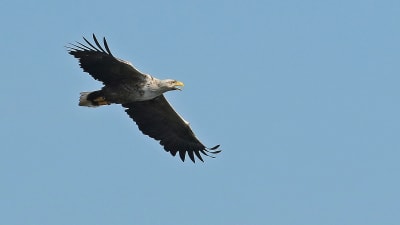 En havsörn flyger över himlen.