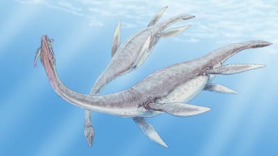 En plesiosaurus (svanödla) rekonstruerad av konstnären.