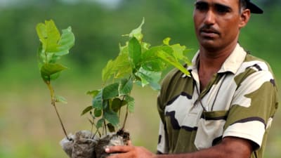 En indisk soldat bär på trädplantor.