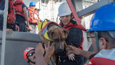 Den amerikanska flottans soldater hjälper ombord Zeus, en av hundarna, på USS Ashland.