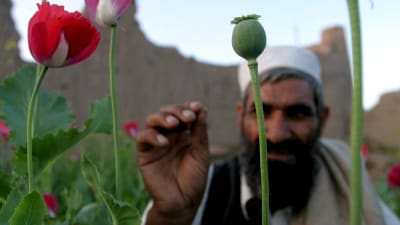 En afghanistansk jordbrukare inspekterar sina vallmoplantor