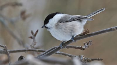 En talltita sitter på en gren.