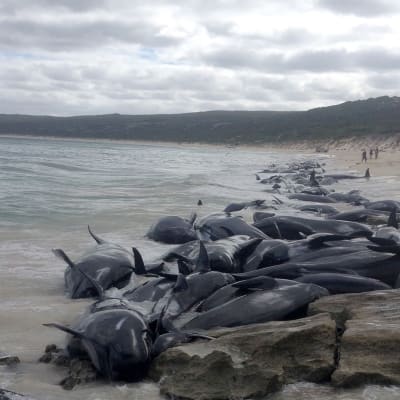 Valar som har strandat i Australien.