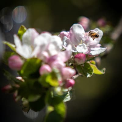 Ett bi som flyger kring ett äppelträds blommor.