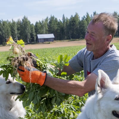 En man håller i och synar en potatisplanta i ett potatisfält. Två hundar sitter bredvid honom.
