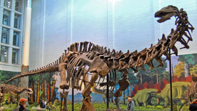 Dinosaurie på museum i London