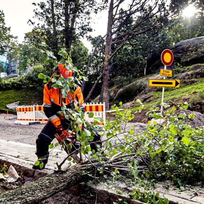 arbetare sågar ett träd som stormen aila fällt