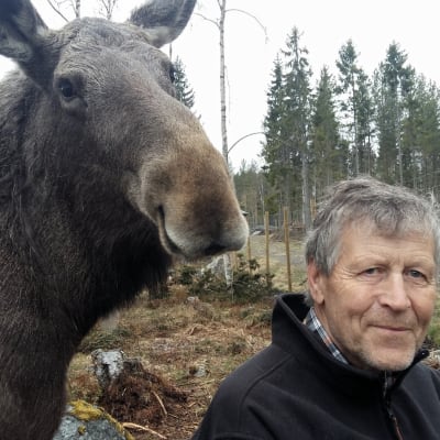 Markku Harju tillsammans med älgkon Mervi.
