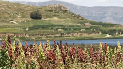 Odling av quinoa i Anderna