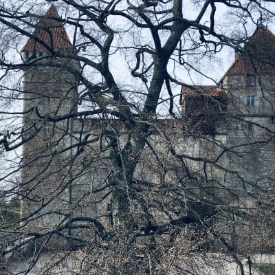 Ett träd med sina grenar skymmer Kuressaare biskopsborg.