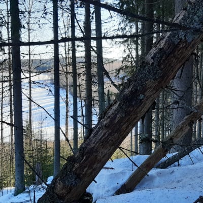Talvinen järvimaisema Ruonanvuorelta Jämsän Juokslahdessa.