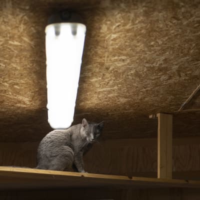 Kissa kiipeilytornissa lähellä lamppua. 