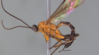 Närbild av en insekt med vingar. 