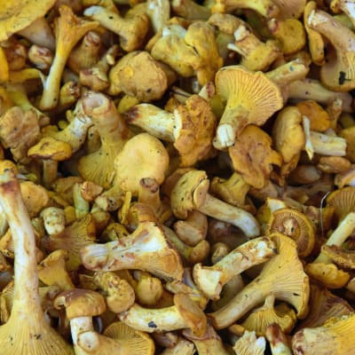 Kantareller.