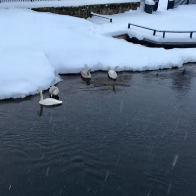 Joutsenet vedessä talvella Kajaanissa