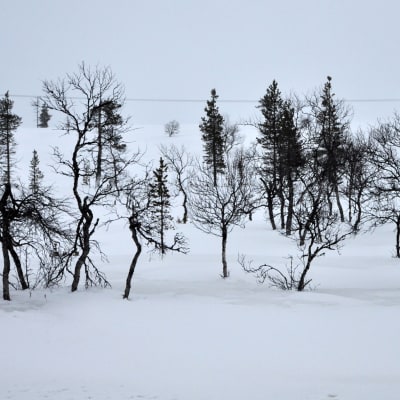 vaivaiskoivu