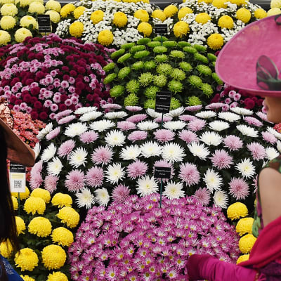 Årets blomstertrender i Chelseas vårutställning