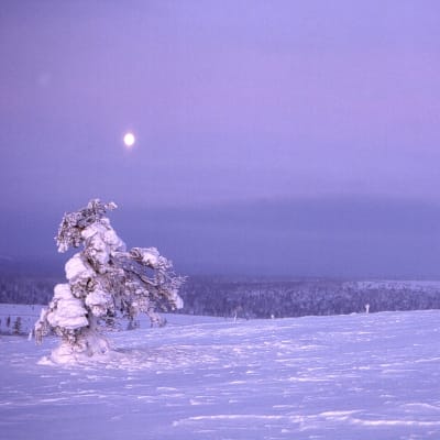 Lappi. Kiilopää. Talvi. Lumi. Talvinen tunturimaisema. Luminen hanki. Lumen peittämä puu. Kuu. Kuutamo Kiilopäällä.