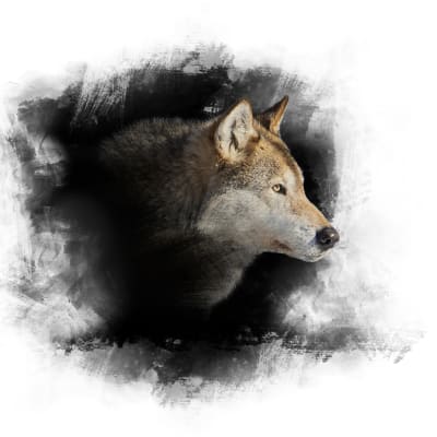 Stiliserad bild av en varghuvud i profil.  Fotograferad i Etseri djurpark.