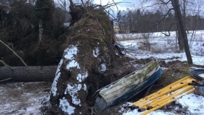 En båt ligger i gropen under roten på en gran som fallit i stormen.