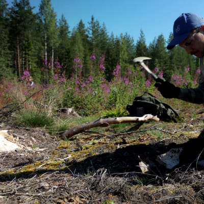 Artur Tvauri hakkaa kiveä kivivasaralla keskellä hakkuuaukeata. Hakkuuaukosta löytyy kiviä helposti metsäkoneiden kääntämän maan vuoksi.