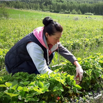 Veronika Ozvalt, en dam med svart hår i en knut, sitter på huk och plockar jordgubbar på en stor odling..