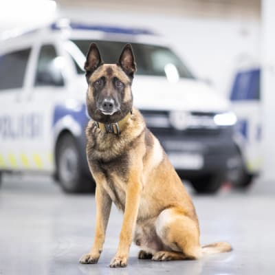 Årets polishund 2023 Piki sitter framför en polisbil. 