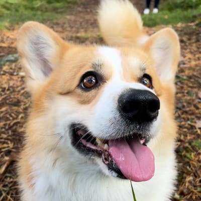 Corgi katsoo yläviistoon.