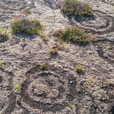 Sienen muodostamia noidankehä kuvioita sammaleessa. 