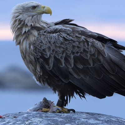 Merenkurkun saaristo ja sen ainutlaatuinen luonto ovat jääkauden muovaamia.