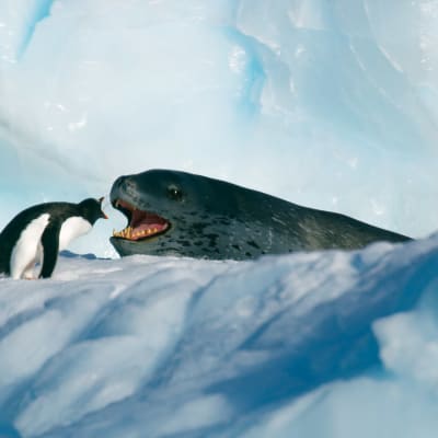 Pingviini ja merileopardi näyttävät huutavan toisilleen lumisessa maisemassa.