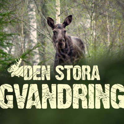 Bild på en älg med texten Den stora älgvandringen.