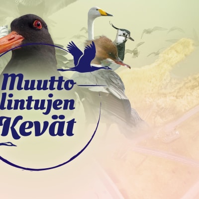 Muuttolintujen kevät ohjelman logo ja lintuja.