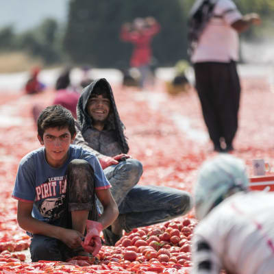 Syriska flyktingar utgör den största delen av säsongarbetskraften vid tomatodlingar i Turkiet. Här torkas tomater i solen i Izmir 1.8.2019. Tomaterna halveras, saltas och får ligga i solen en vecka innan de kyls ner och förpackas. 