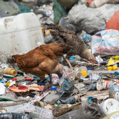 Kanoja nokkimassa muovijätettä kierrätyskeskuksessa Nakurussa.