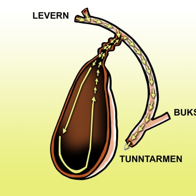 Gallan produceras i levern och samlas upp i gallblåsan, därifrån den vid behov pumpas ut i tunntarmen