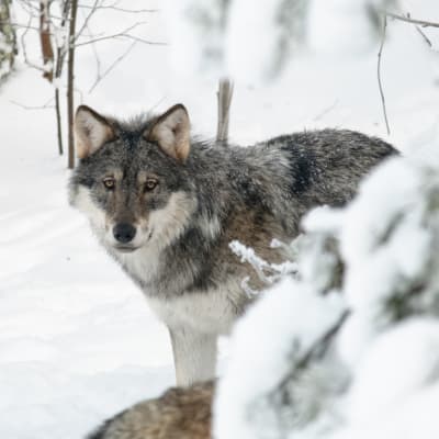 En varg tittar fram bakom en sten i en snöig skog.