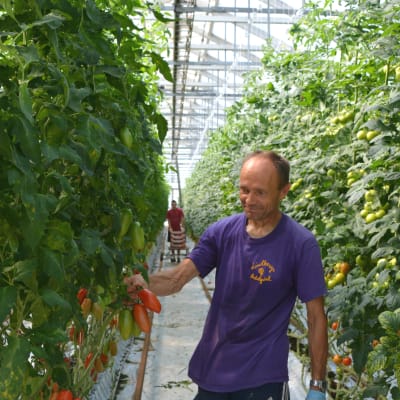 Man står i mitten av rad med tomatplantor. Han håller i några tomater. Bakom honom synns en annan man och lådor med tomater.