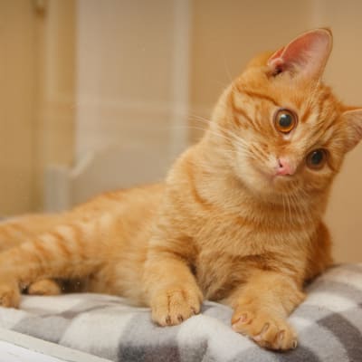 orange katt