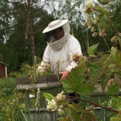 Biodlare med skyddsutrustning på öppnar bikupa.