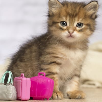kattunge  med resväskor