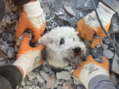 Fyra händer gräver fra en vit terrier. Intill hunden, som ser pigg ut men har blodig nos, sticker armeringsjärn upp.