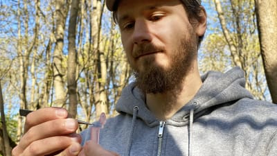 Fästingforskare Jani Sormunen sätter med pincett en fästing han hittat i skogen in i ett provrör.