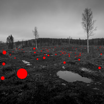 Mustavalkoisessa kuvassa metsää ja punaisia pisteitä.