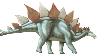 En stegosaurus.