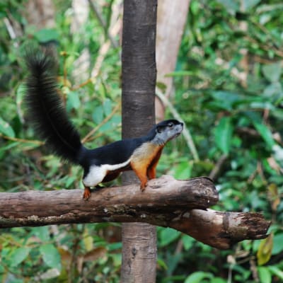  En massa unika djur och växter trivs i regnskogarna på Borneo. Det finns till exempel fler än 30 arter av ekorrar.