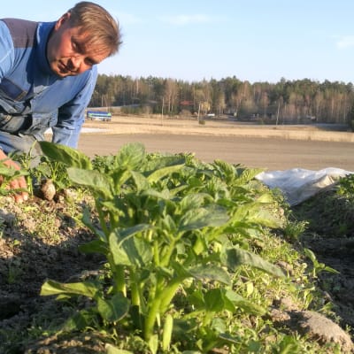 Harsojen alta paljastuu tasainen perunakasvusto. Maanviljelijä Antti Ruohonen on tyytyväinen.