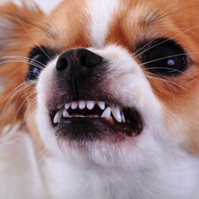 Hund visar tänderna