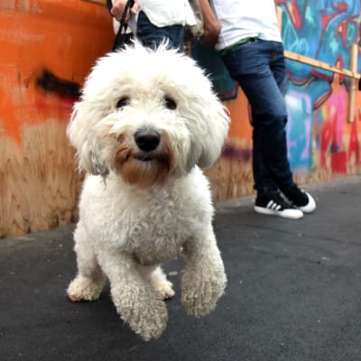 En vit hund på en bro. Hunden hoppar mot kameran. Graffiti i bakgrunden.