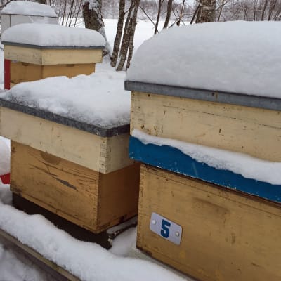 Mehiläistarha lumen keskellä